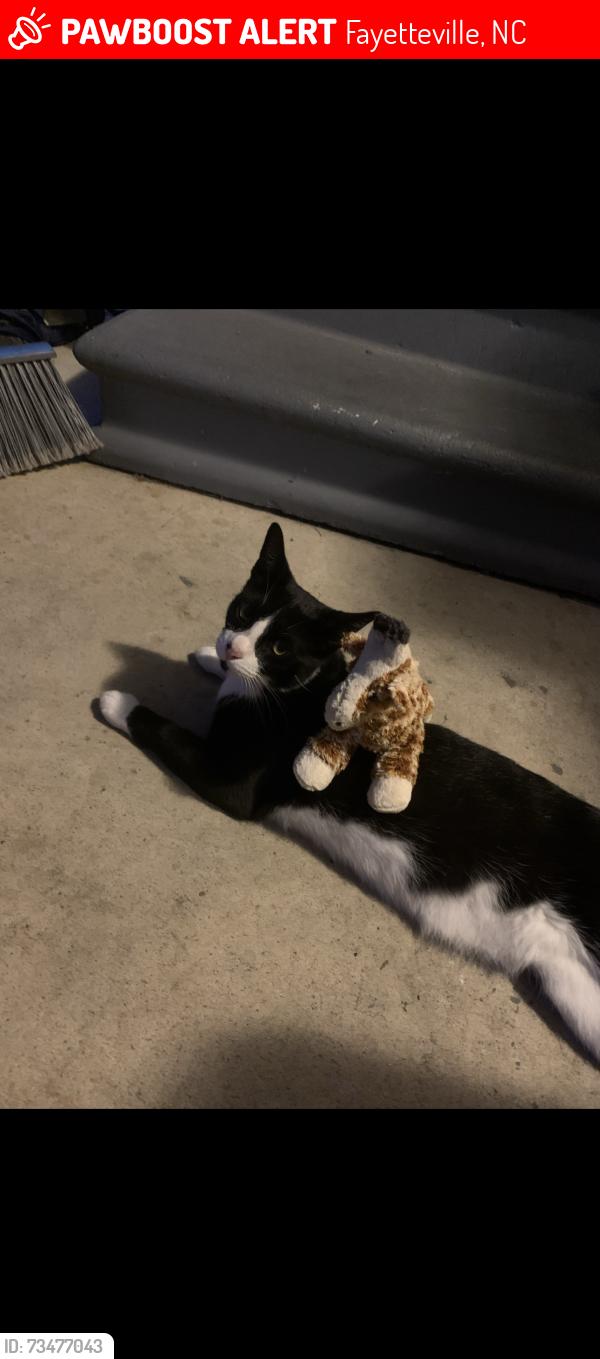 Lost Male Cat last seen mc arthur rd, Fayetteville, NC 28311