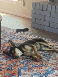 Lost Male Dog last seen Leon Valley, San Antonio, TX 78238