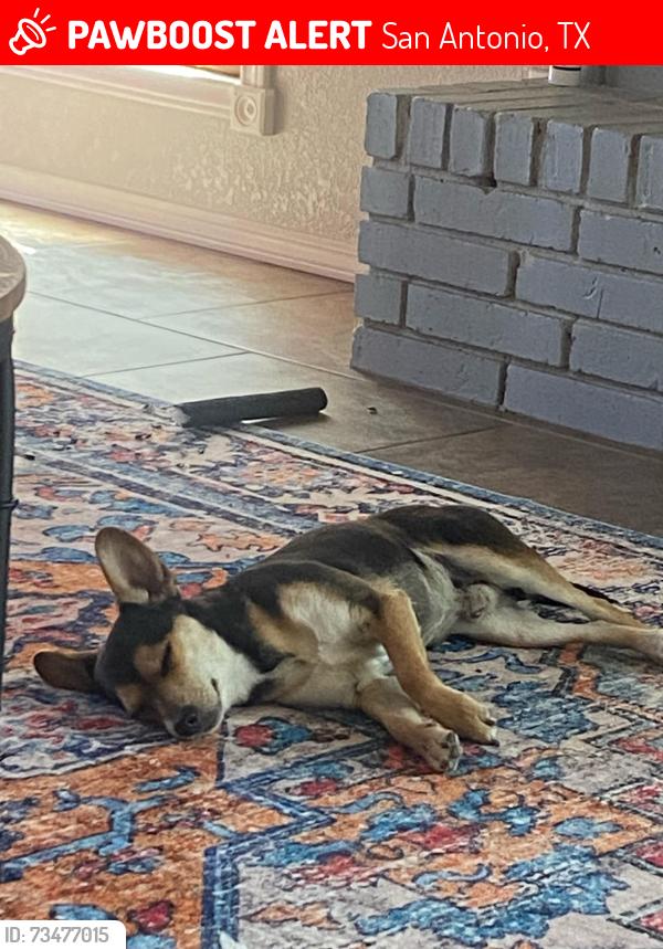 Lost Male Dog last seen Leon Valley, San Antonio, TX 78238