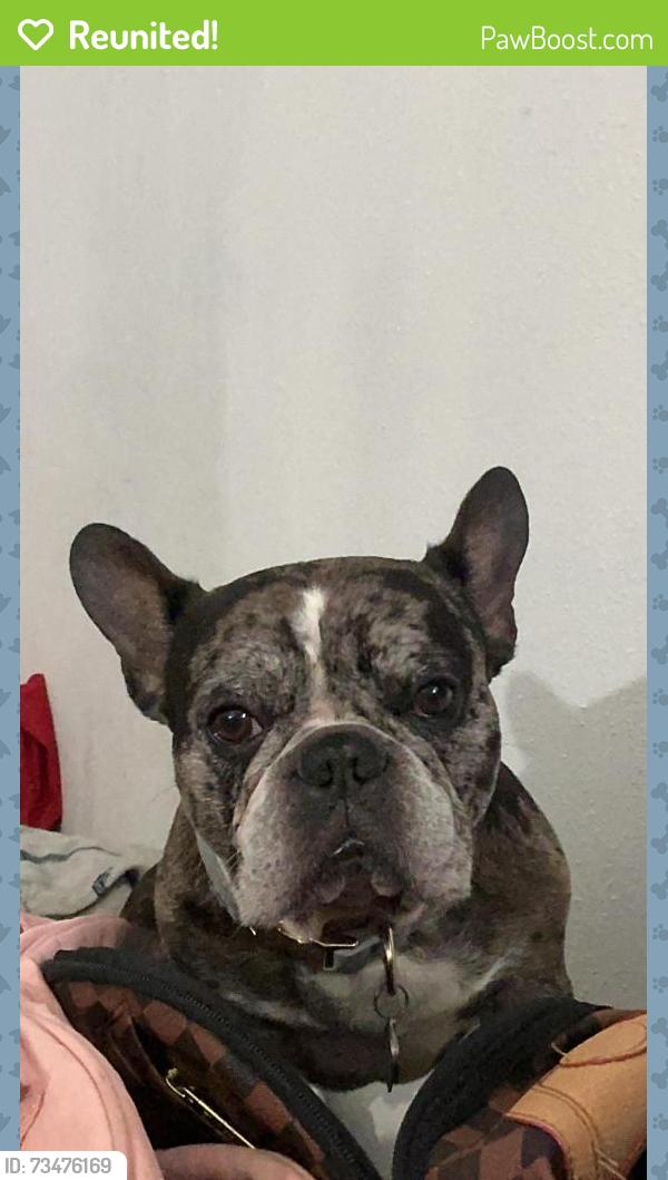 Reunited Male Dog last seen Cypress Meadow and Prairie Meadow, Cypress Meadows, TX 77449