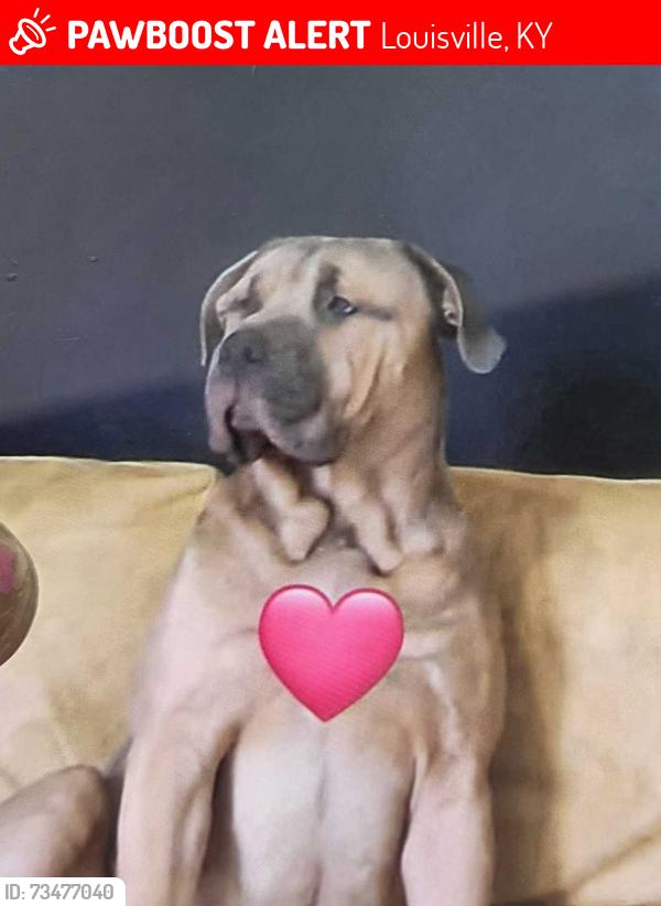 Lost Male Dog last seen Cooper Chapel Rd near Chapel Hill Rd, Louisville, KY 40229
