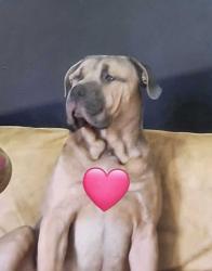 Lost Male Dog last seen Cooper Chapel Rd near Chapel Hill Rd, Louisville, KY 40229