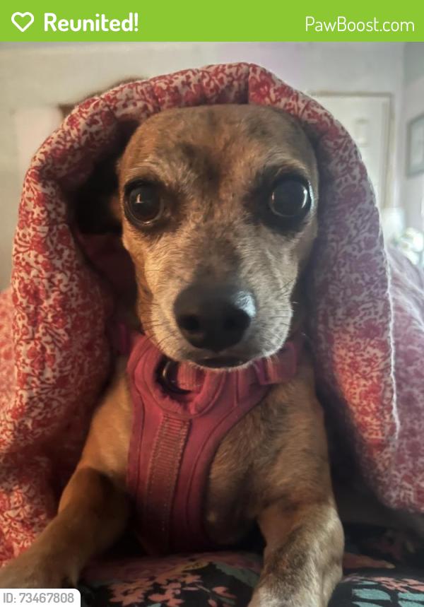 Reunited Female Dog last seen Dunmar Cir, Winter Springs, FL 32708