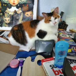 Lost Female Cat last seen Behind old Big Lots on Silver Spings Blvd, Ocala, FL 34470