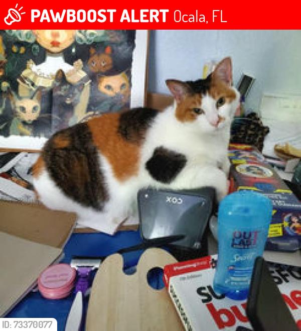 Lost Female Cat last seen Behind old Big Lots on Silver Spings Blvd, Ocala, FL 34470