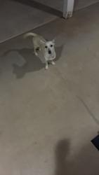 Found/Stray Unknown Dog last seen 48th & earl, Phoenix, AZ 85018