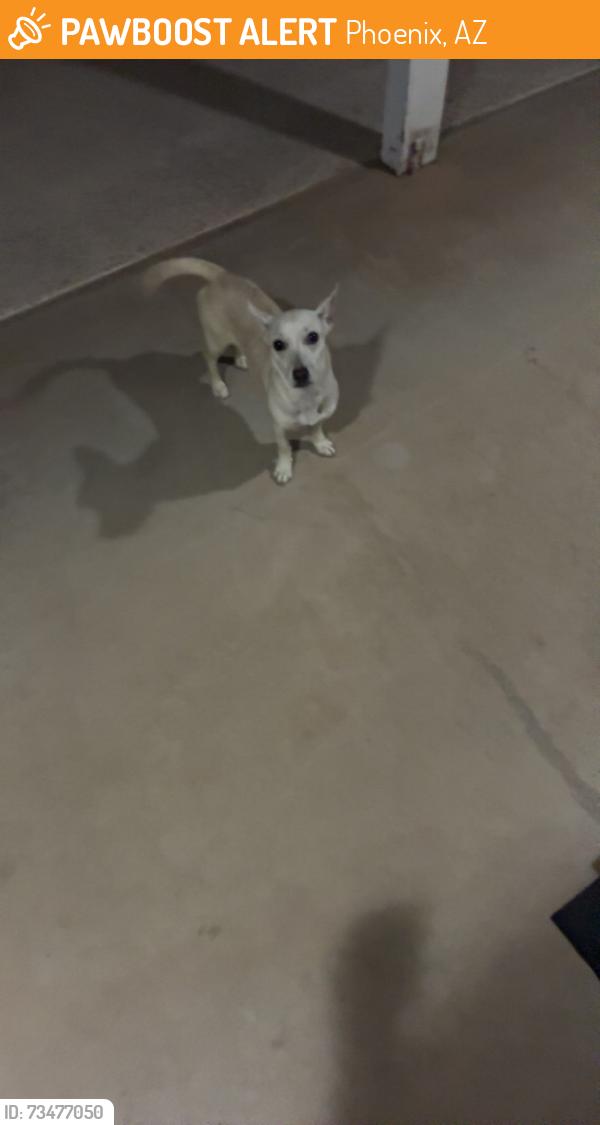 Found/Stray Unknown Dog last seen 48th & earl, Phoenix, AZ 85018
