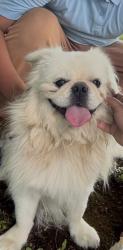 Found/Stray Male Dog last seen Park, Houston, TX 77009