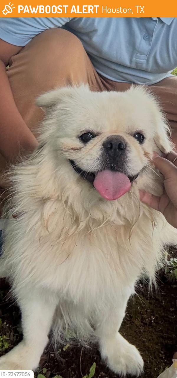 Found/Stray Male Dog last seen Park, Houston, TX 77009
