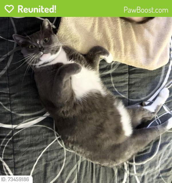 Reunited Male Cat last seen Spyglass trail w. Windsor North River Ridge neighborhood, Oxnard, CA 93036