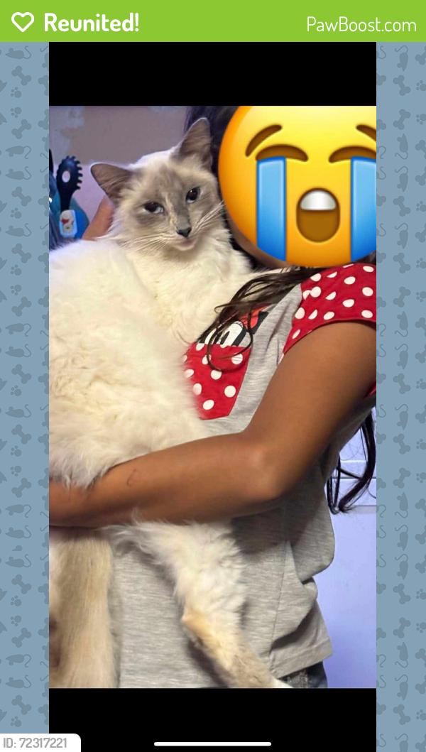 Reunited Female Cat last seen Near Barry St, Camarillo, CA 93010, USA, Camarillo, CA 93010