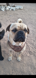 Lost Male Dog last seen Near Chestnut st. And Ponderosa, Hesperia, CA 92345