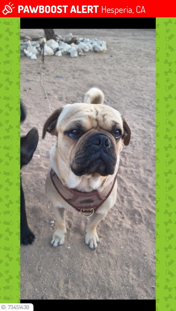 Lost Male Dog last seen Near Chestnut st. And Ponderosa, Hesperia, CA 92345