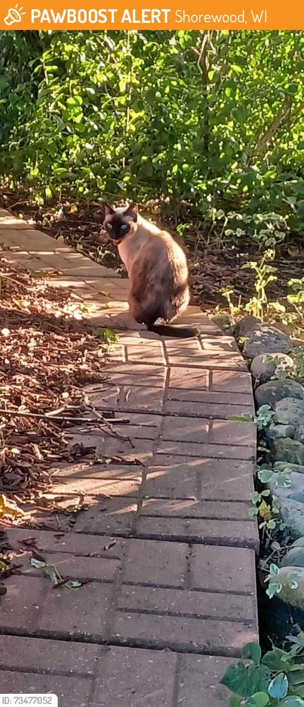 Found/Stray Female Cat last seen Near, Shorewood, WI 53211