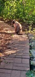 Found/Stray Female Cat last seen Near, Shorewood, WI 53211