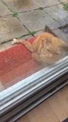 Found/Stray Unknown Cat last seen Near Tawny Close, Feltham, TW3 7LH, Greater London, England TW13 7LH