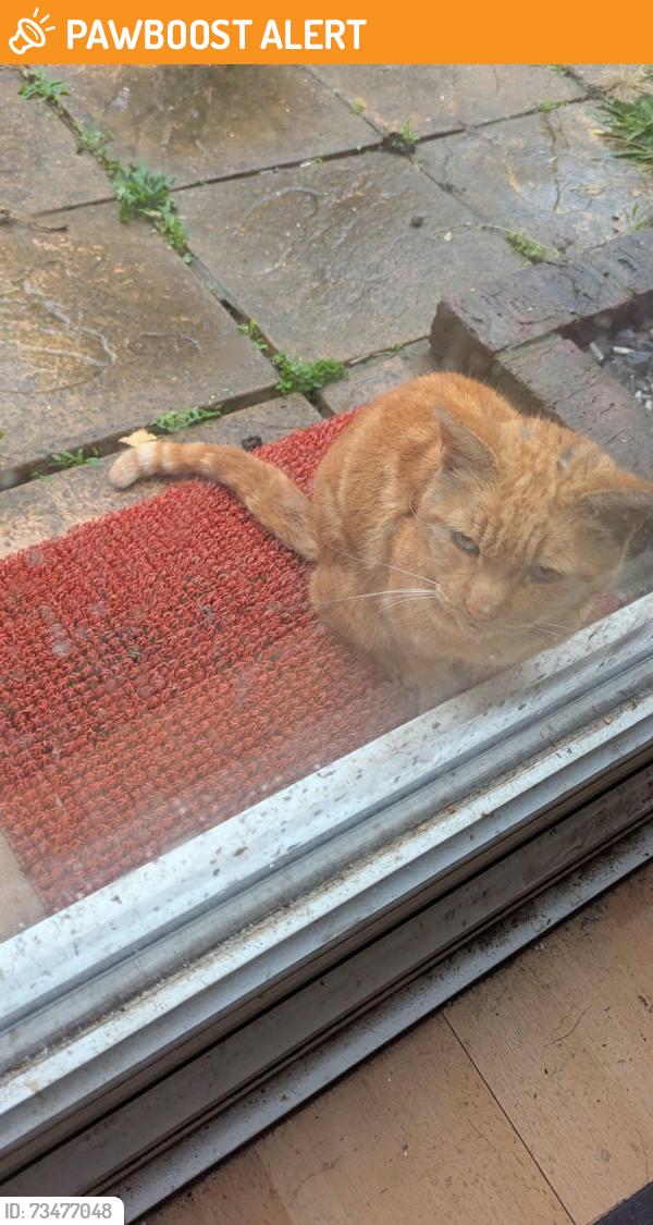 Found/Stray Unknown Cat last seen Near Tawny Close, Feltham, TW3 7LH, Greater London, England TW13 7LH