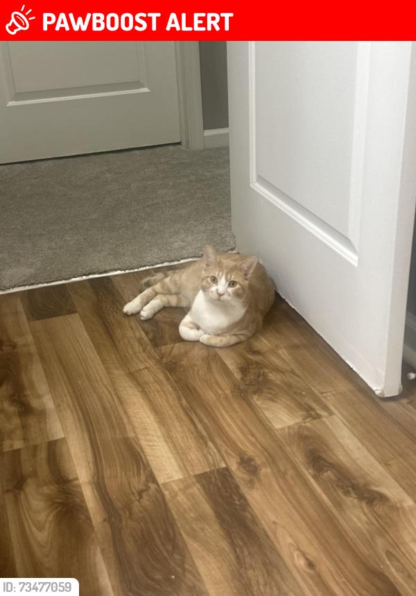 Lost Male Cat last seen Daisy hill ct / ayrshire, Madison Township, IN 46113