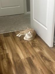 Lost Male Cat last seen Daisy hill ct / ayrshire, Madison Township, IN 46113