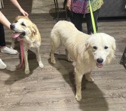 Found/Stray Male Dog last seen FM 1486, Crown Ranch Blvd, TX 77363