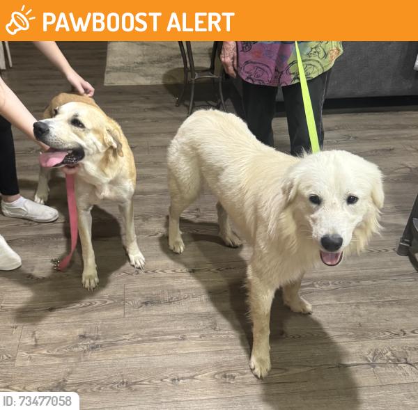 Found/Stray Male Dog last seen FM 1486, Crown Ranch Blvd, TX 77363