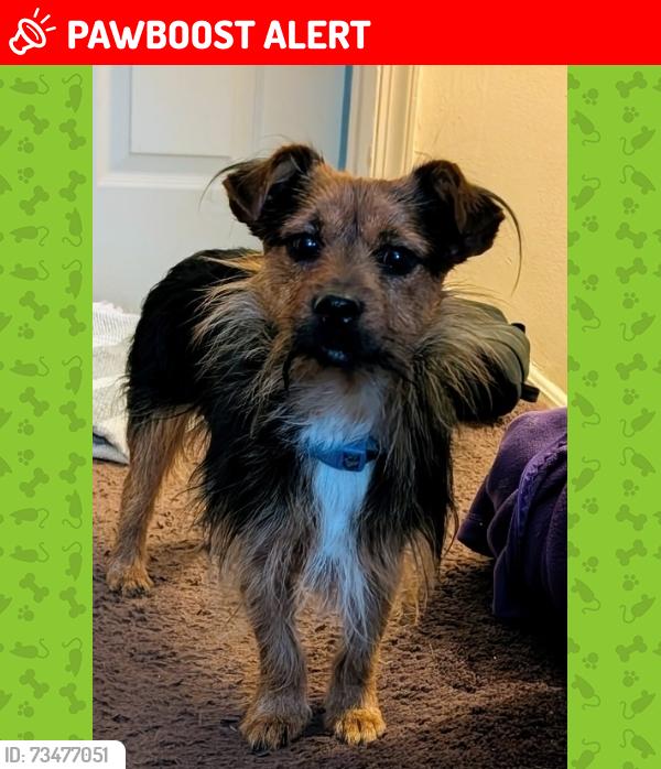 Lost Male Dog last seen Harbor Lane, also Gloucester twp Park, Gloucester Township, NJ 08081