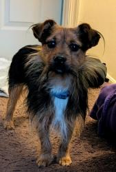 Lost Male Dog last seen Harbor Lane, also Gloucester twp Park, Gloucester Township, NJ 08081