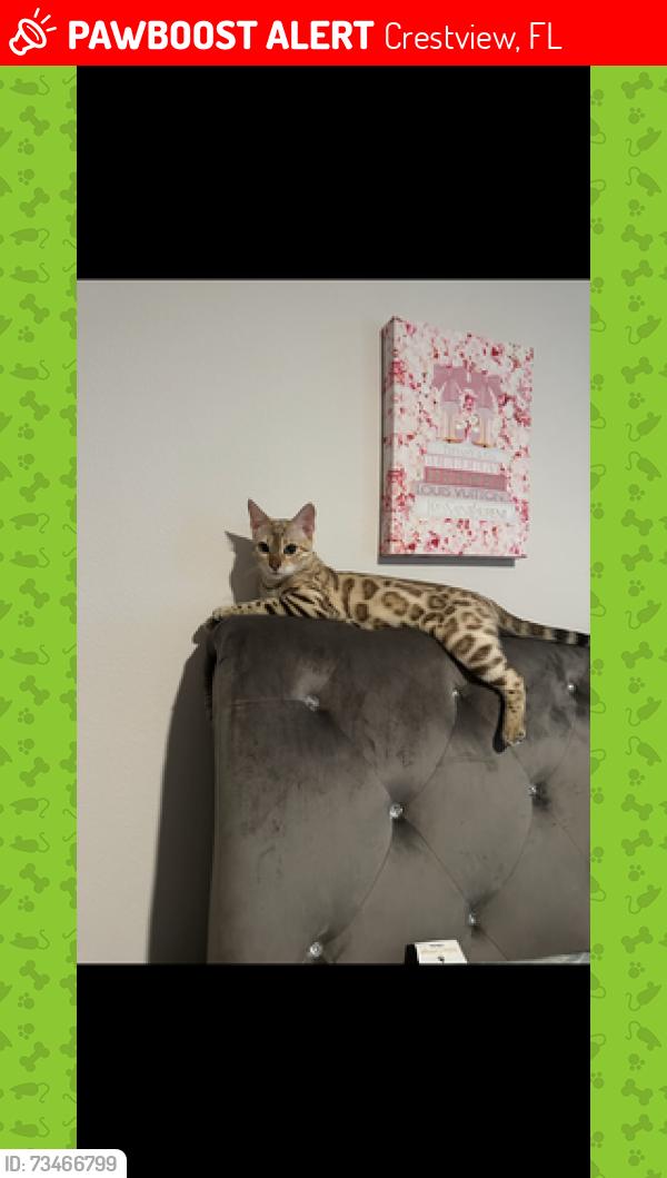 Lost Female Cat last seen Auburn road, Crestview, FL 32539