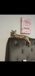 Lost Female Cat last seen Auburn road, Crestview, FL 32539
