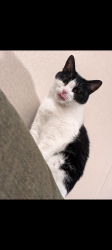 Reunited Female Cat last seen Orchard Way Mobile Home Park, Auburn, AL 36832