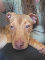 Lost Female Dog last seen Hey 301, Waldo, FL 32694