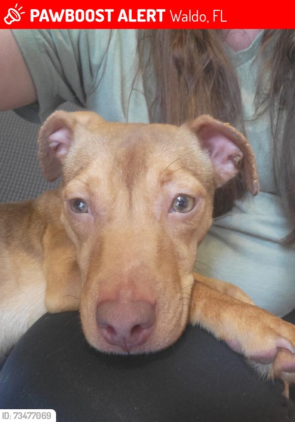 Lost Female Dog last seen Hey 301, Waldo, FL 32694