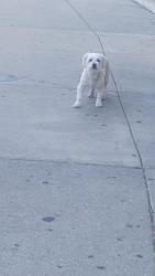 Found/Stray Unknown Dog last seen Brenton heading towards Norton ave, Lynwood, CA 90262