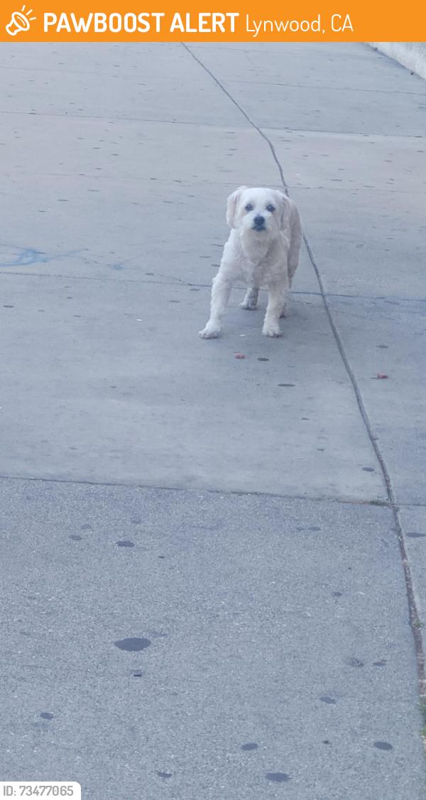 Found/Stray Unknown Dog last seen Brenton heading towards Norton ave, Lynwood, CA 90262