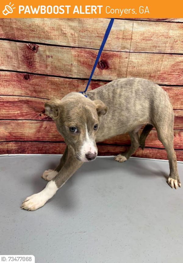 Found/Stray Unknown Dog last seen Located at Rockdale County Animal Service, 1506 Rockbridge Road, Conyers, GA 30012, Conyers, GA 30012