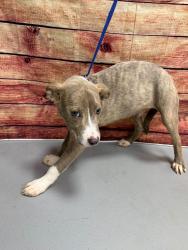 Found/Stray Unknown Dog last seen Located at Rockdale County Animal Service, 1506 Rockbridge Road, Conyers, GA 30012, Conyers, GA 30012