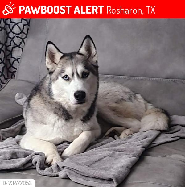 Lost Male Dog last seen County Road 63 Iowa Colony, Rosharon, TX 77583