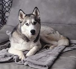 Lost Male Dog last seen County Road 63 Iowa Colony, Rosharon, TX 77583