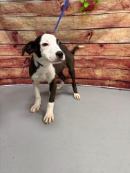 Found/Stray Unknown Dog last seen Located at Rockdale County Animal Service, 1506 Rockbridge Road, Conyers, GA 30012, Conyers, GA 30012