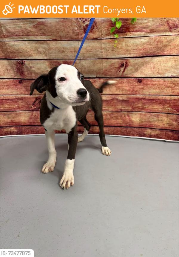 Found/Stray Unknown Dog last seen Located at Rockdale County Animal Service, 1506 Rockbridge Road, Conyers, GA 30012, Conyers, GA 30012