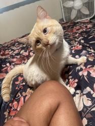 Lost Male Cat last seen Feathstone and university dr, Pontiac, MI 48340