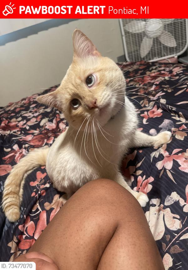 Lost Male Cat last seen Feathstone and university dr, Pontiac, MI 48340