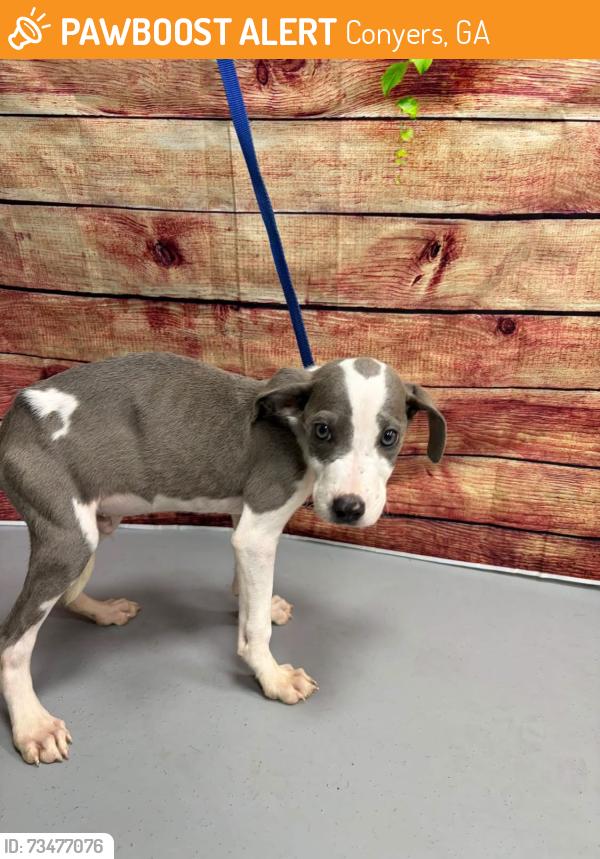 Found/Stray Unknown Dog last seen Located at Rockdale County Animal Service, 1506 Rockbridge Road, Conyers, GA 30012, Conyers, GA 30012