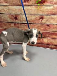 Found/Stray Unknown Dog last seen Located at Rockdale County Animal Service, 1506 Rockbridge Road, Conyers, GA 30012, Conyers, GA 30012