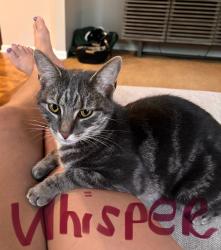 Lost Female Cat last seen Cheyney, Cobblestones at Thornbury neighborhood, Glen Mills, PA 19342
