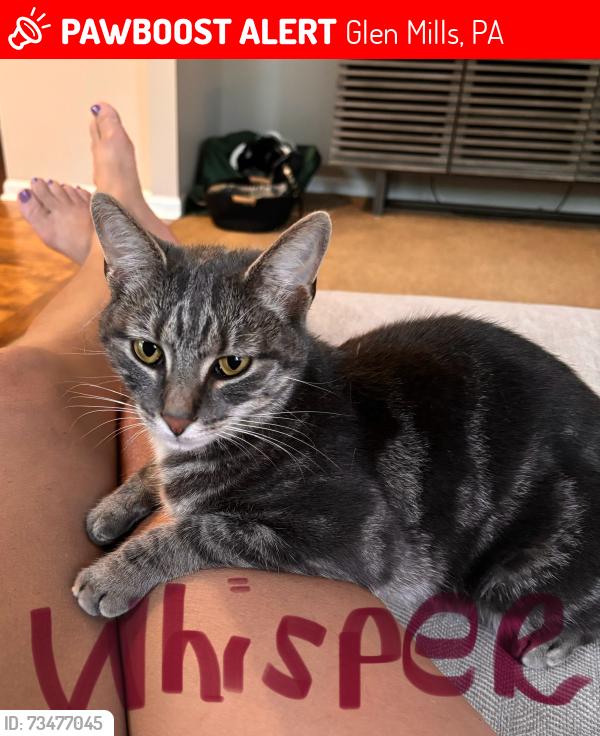 Lost Female Cat last seen Cheyney, Cobblestones at Thornbury neighborhood, Glen Mills, PA 19342