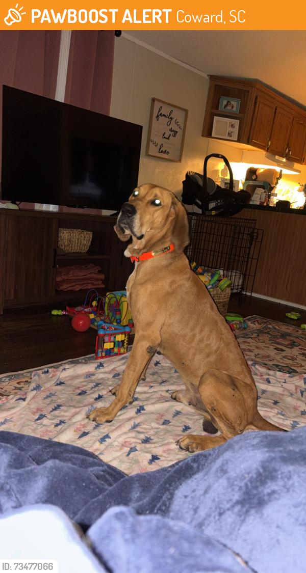 Found/Stray Male Dog last seen Hey 52, Coward, SC 29530
