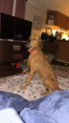 Found/Stray Male Dog last seen Hey 52, Coward, SC 29530