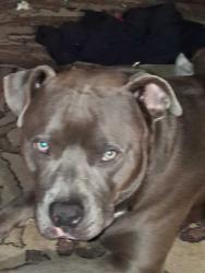 Lost Male Dog last seen Charlton and Martha berry, Rome, GA 30165