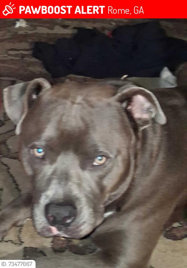 Lost Male Dog last seen Charlton and Martha berry, Rome, GA 30165